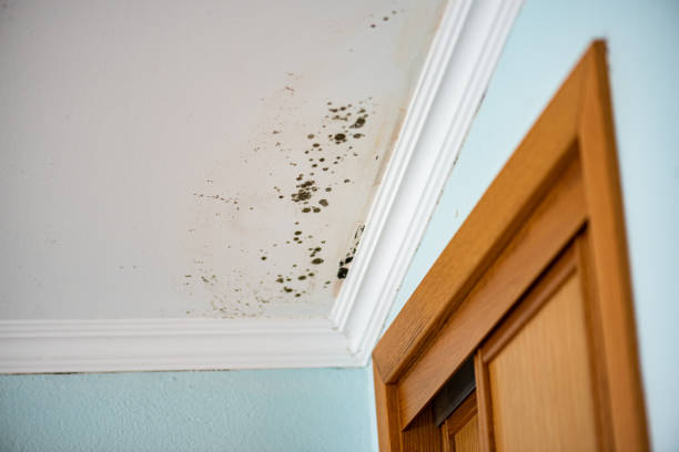 Mold Removal and Inspection in Fort Denaud, FL