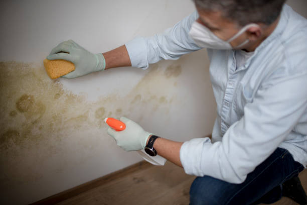 Office Mold Removal Services in Fort Denaud, FL