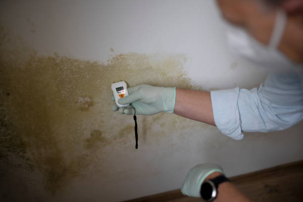 Best Professional Mold Removal  in Fort Denaud, FL