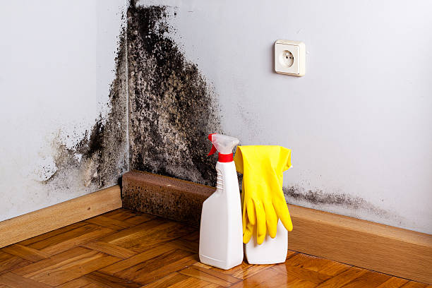 Mold Removal Process