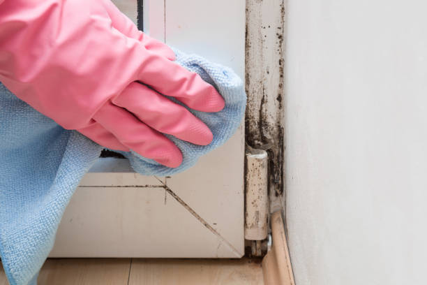 Mold Removal Process in Fort Denaud, FL